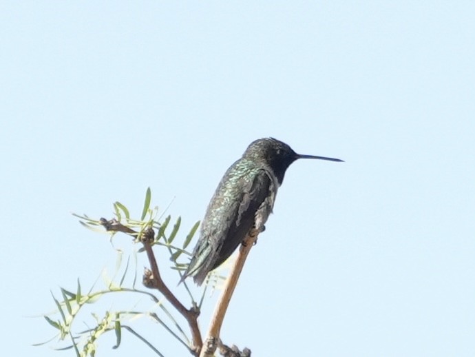 Black-chinned Hummingbird - ML636494728