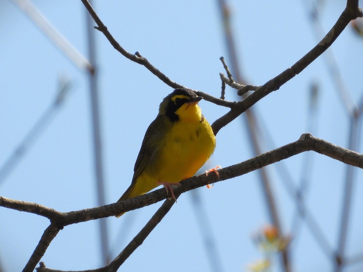 Paruline du Kentucky - ML636494729