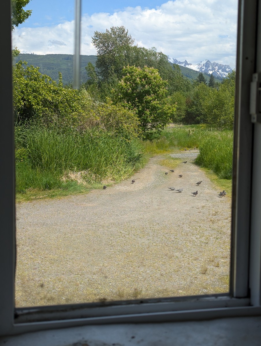 Band-tailed Pigeon - ML636494758