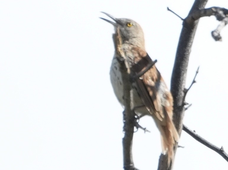Brown Thrasher - ML636494789