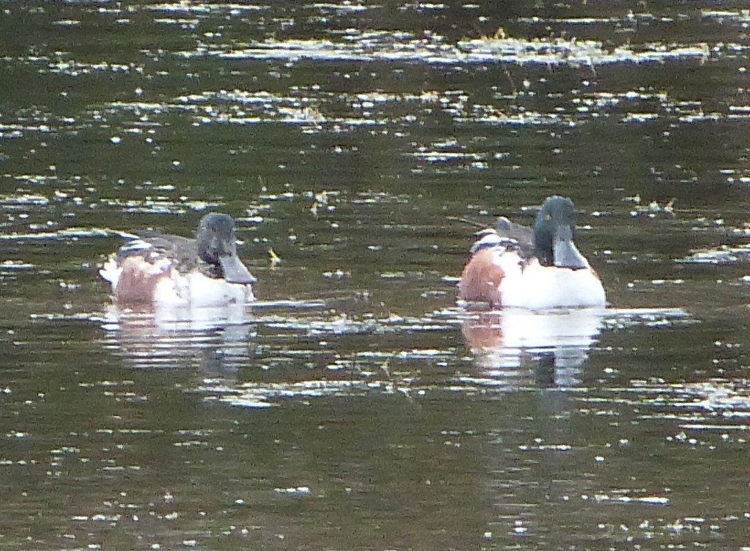 מרית צפונית - ML63649491