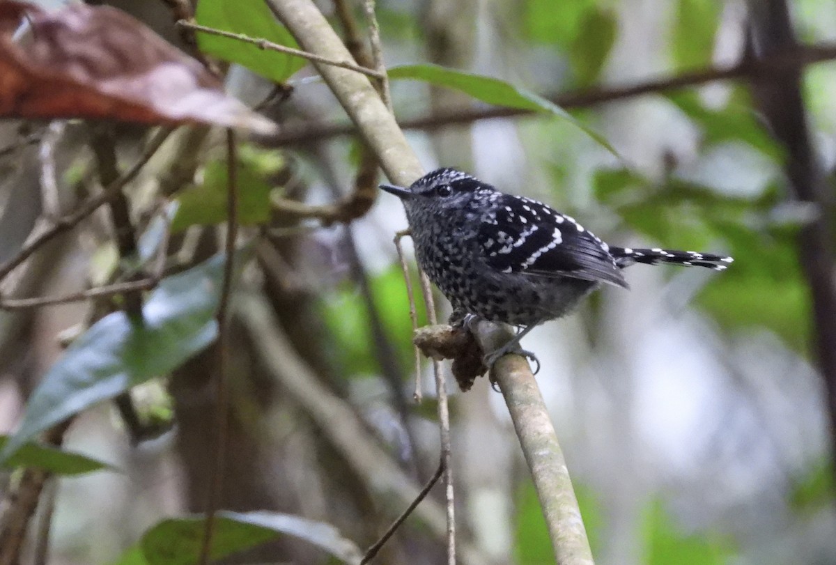 Scaled Antbird - ML636494950