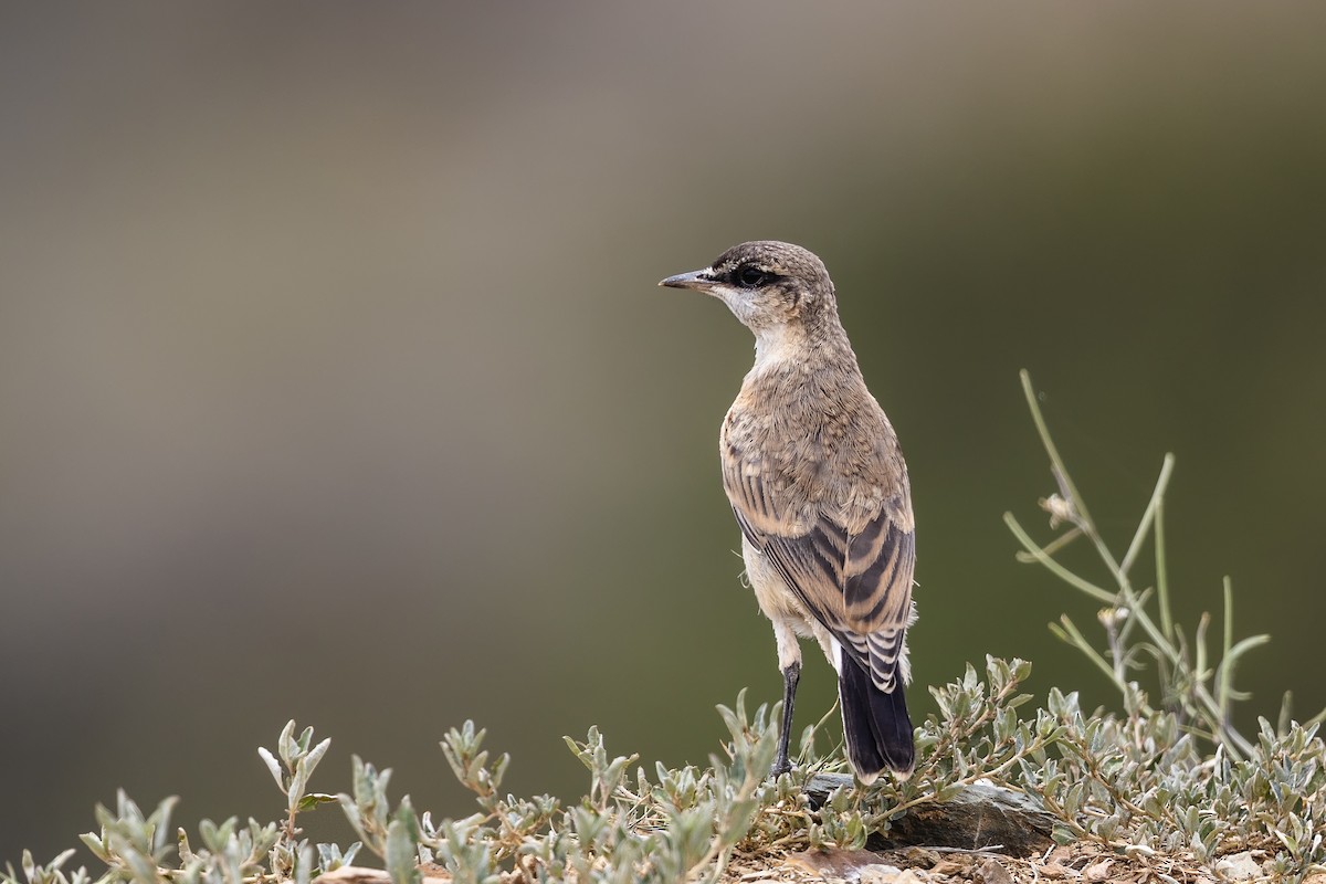 Buff-breasted Wheatear - ML636494998