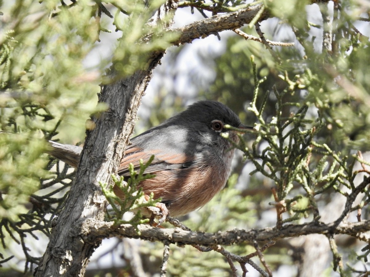 Tristram's Warbler - ML636495063