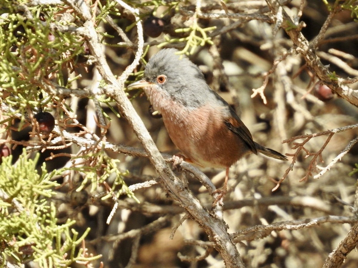 Tristram's Warbler - ML636495064