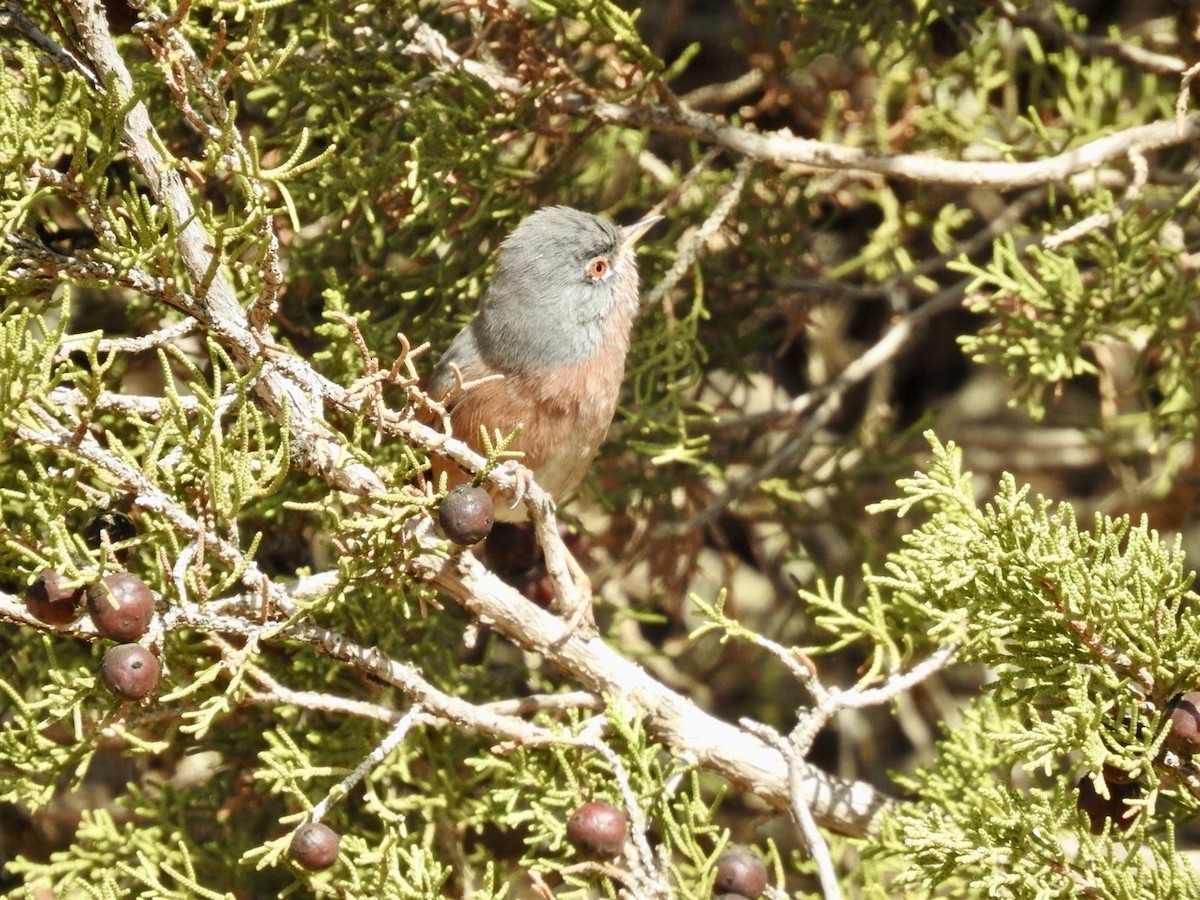 Tristram's Warbler - ML636495065