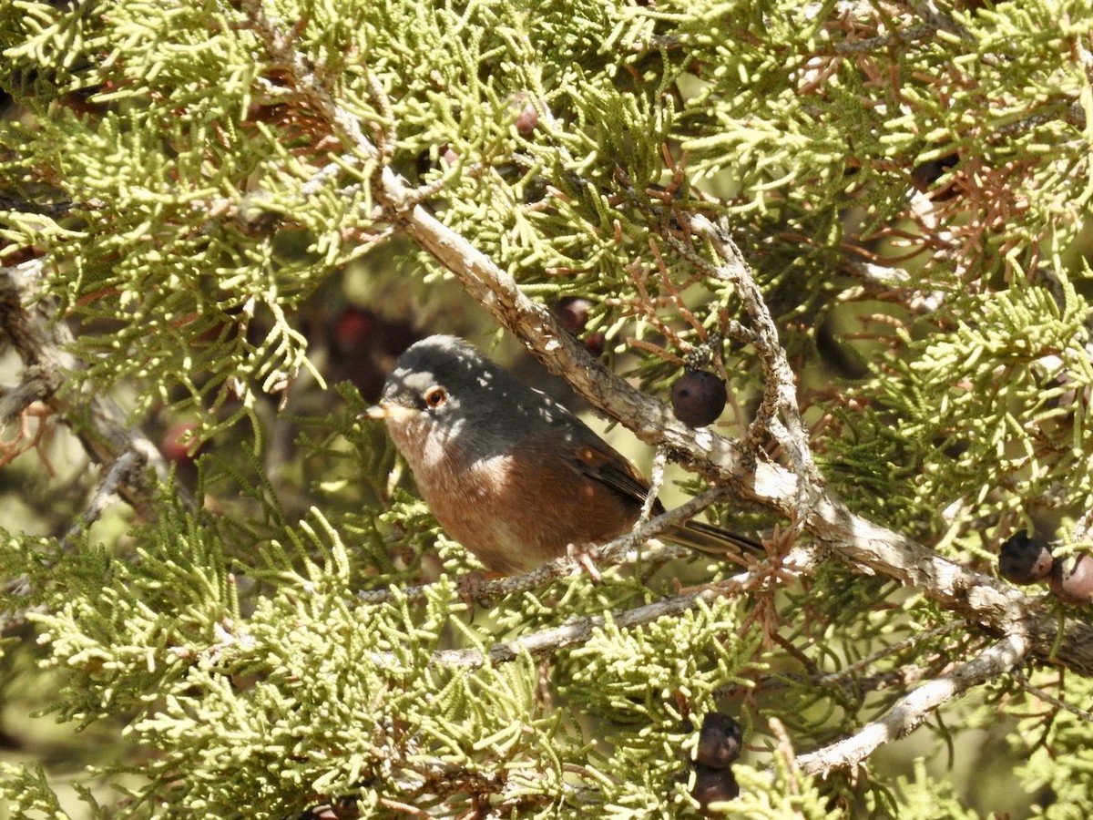 Tristram's Warbler - ML636495066
