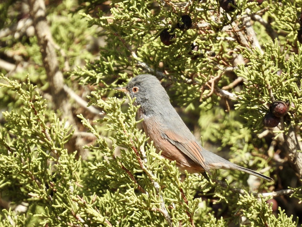 Tristram's Warbler - ML636495067