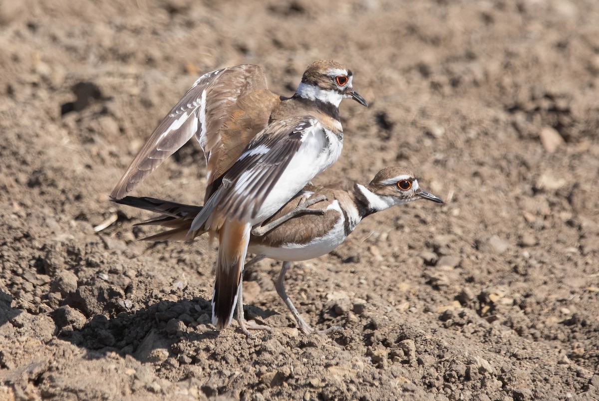 Killdeer - ML636495098