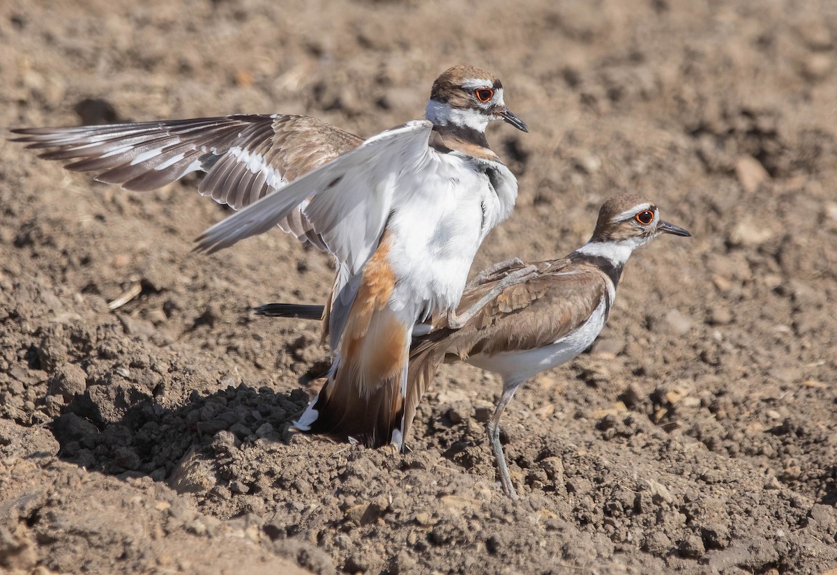 Killdeer - ML636495100