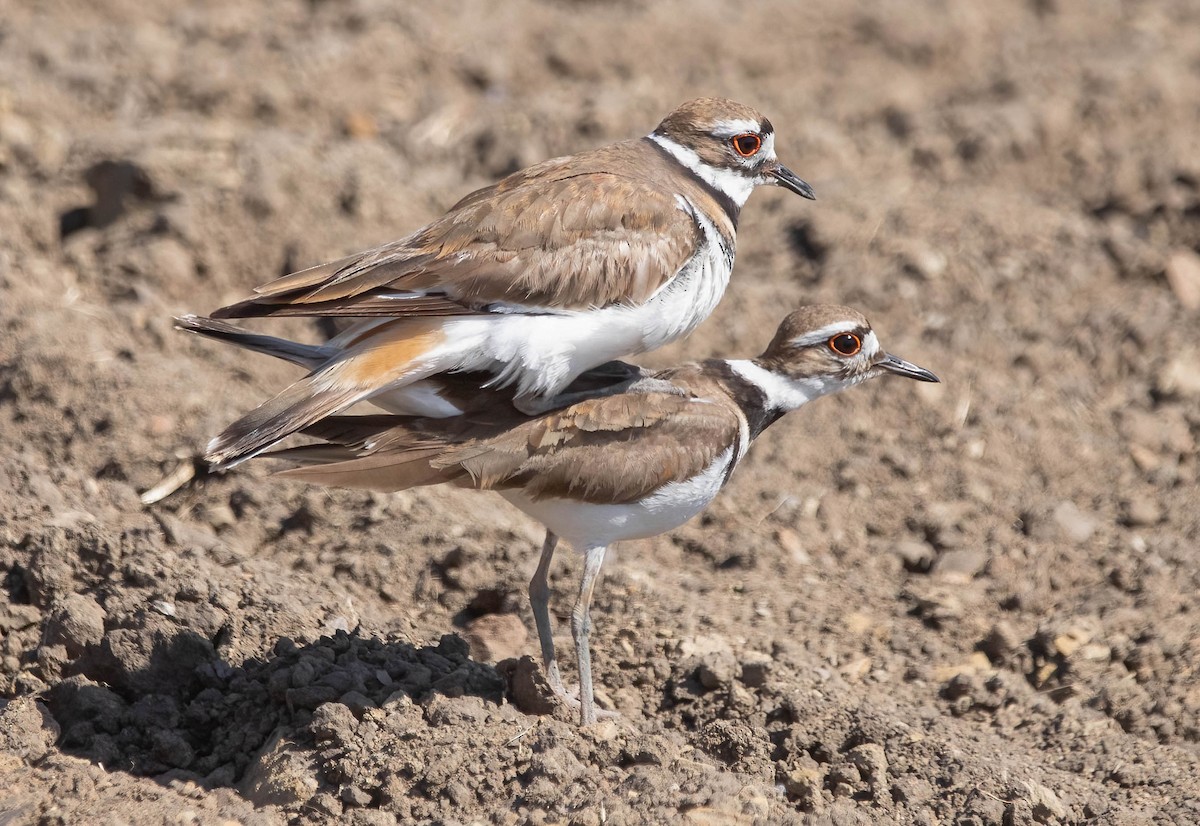 Killdeer - ML636495101