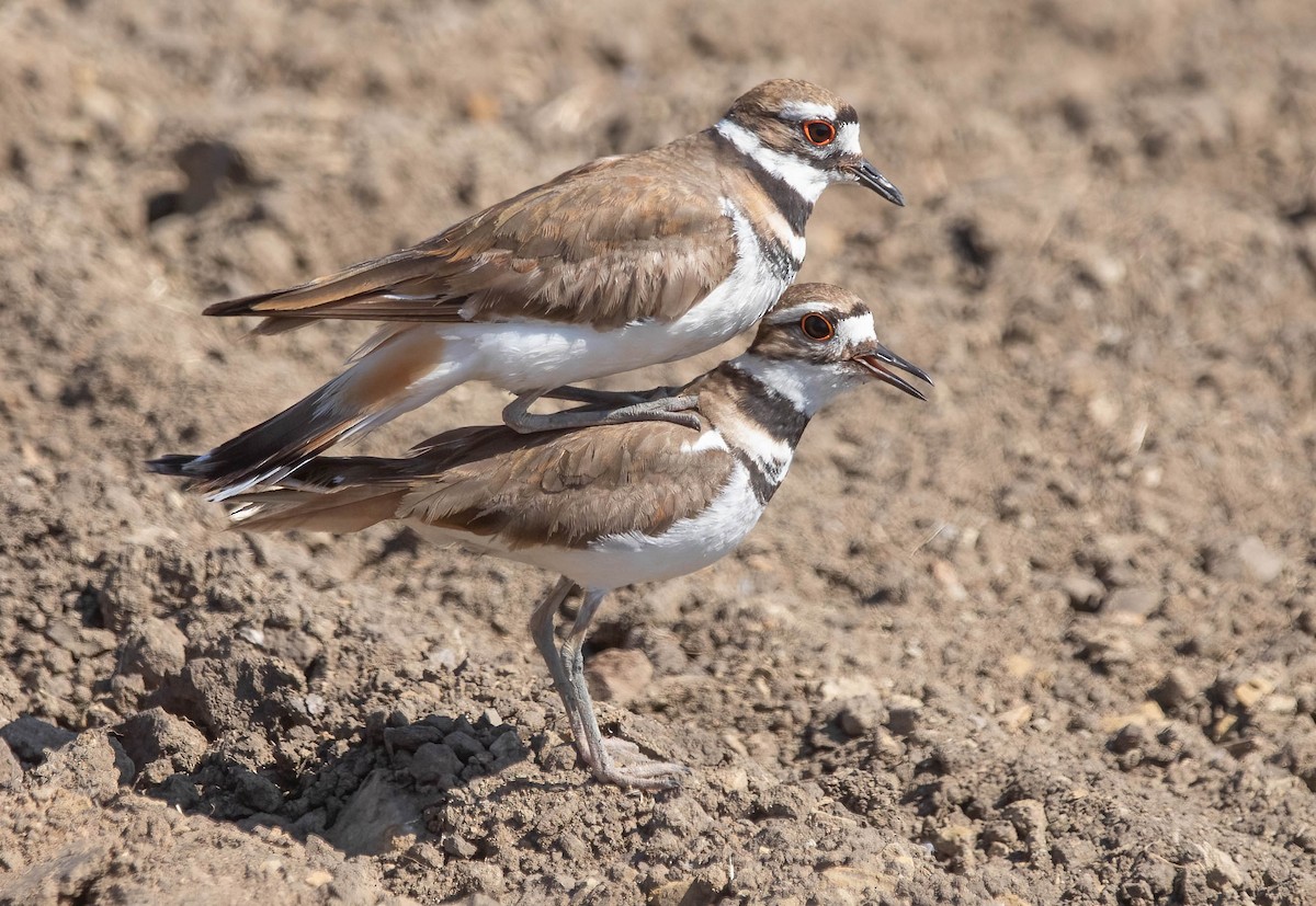 Killdeer - ML636495102