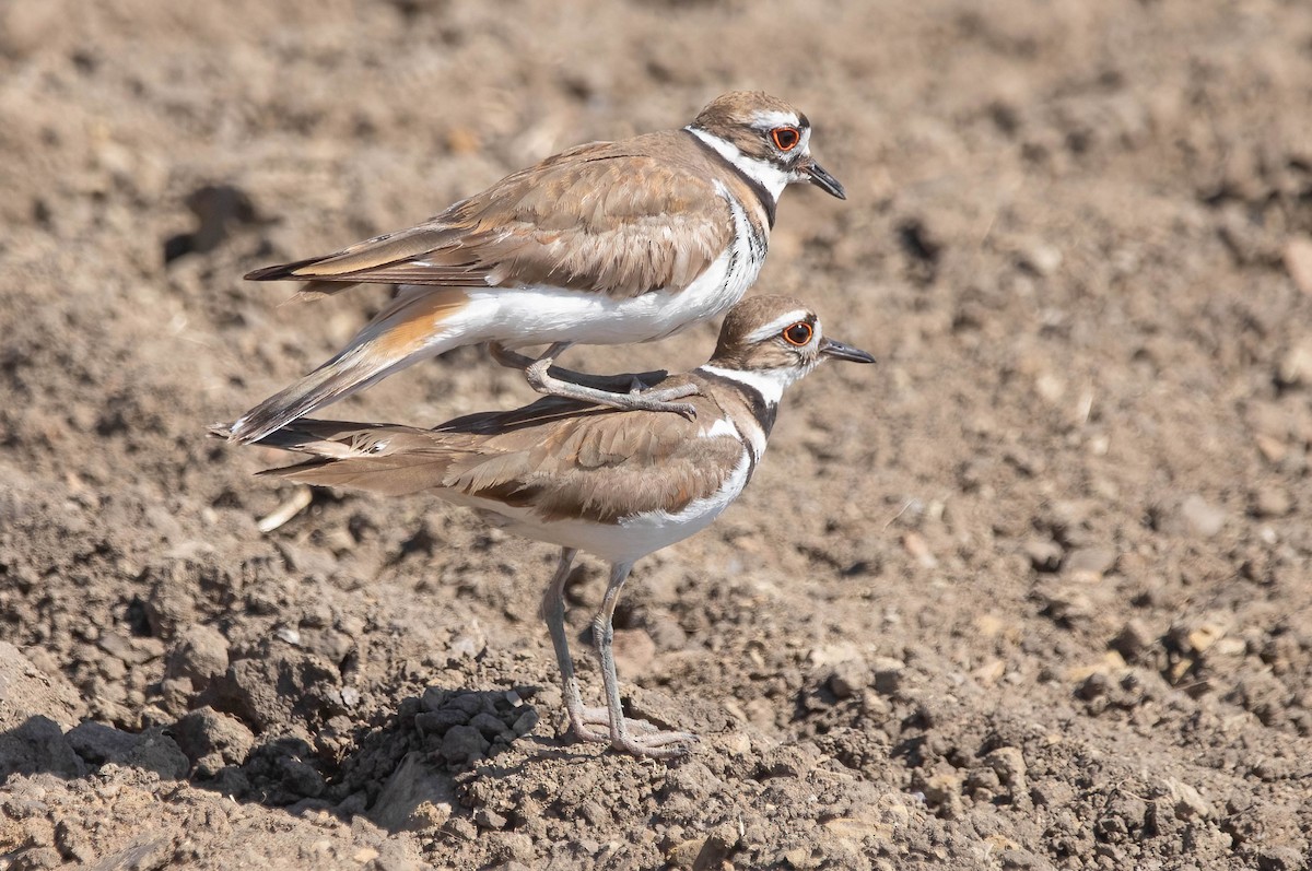 Killdeer - ML636495103