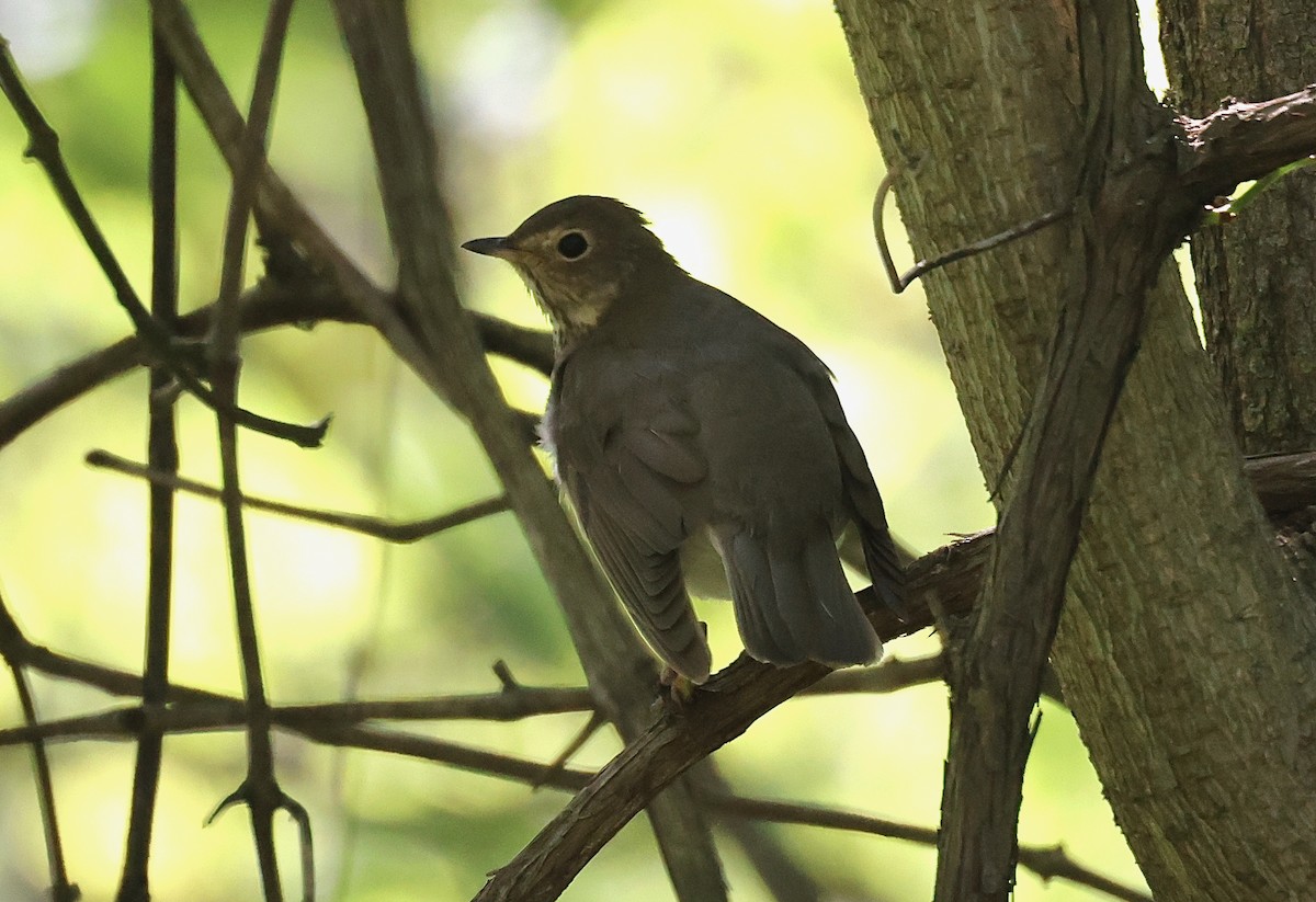 Swainson's Thrush - ML636495126