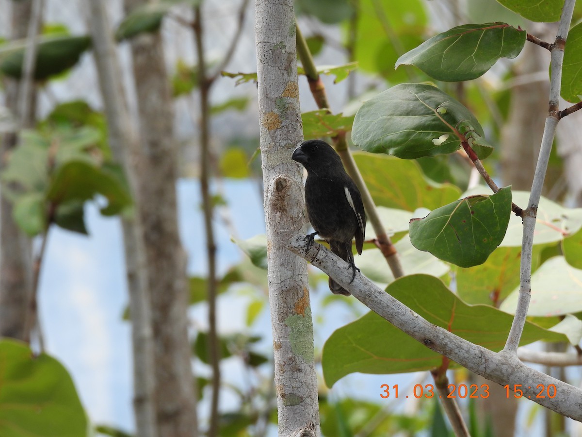 Grand Cayman Bullfinch - ML636495143