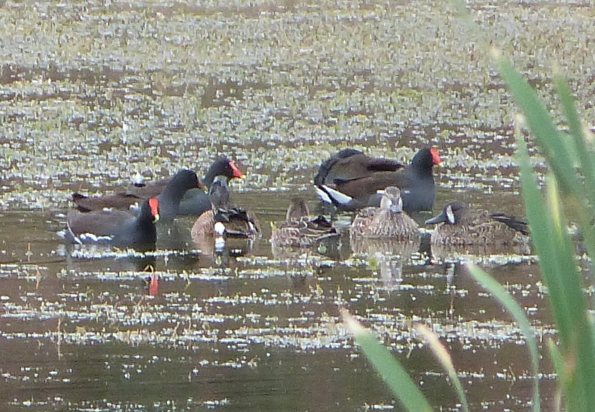 שרשיר כחול-כנף - ML63649521