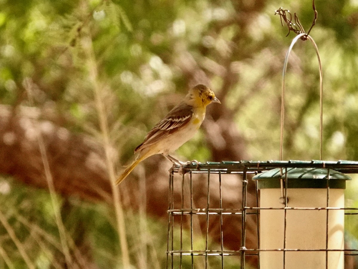 Bullock's Oriole - ML636495263
