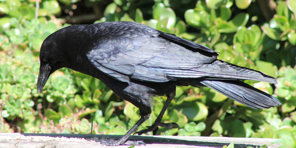American Crow - ML636495347