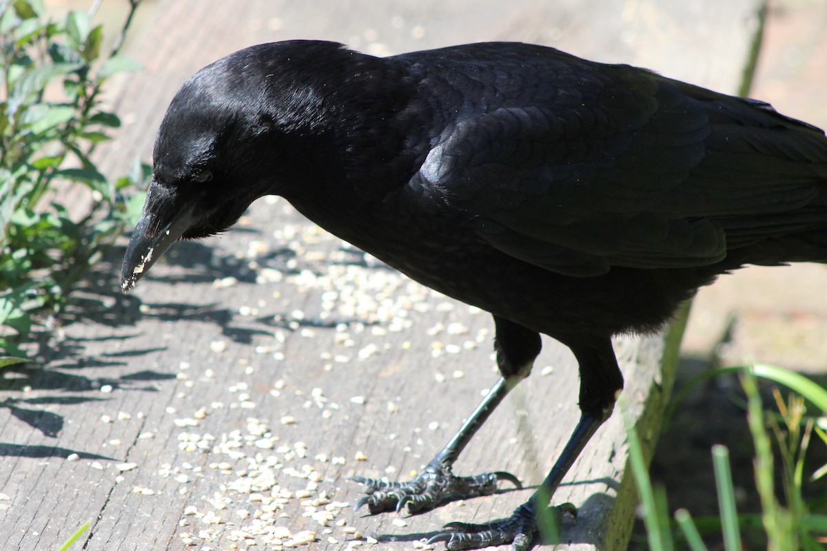 American Crow - ML636495416