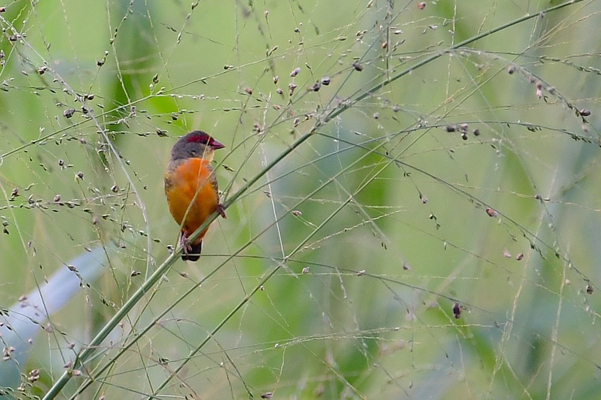 Zebra Waxbill - ML636495598