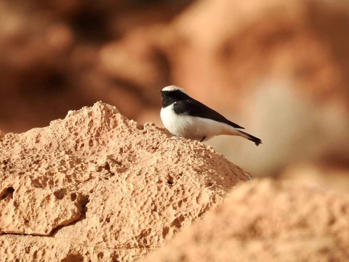 Mourning Wheatear (Maghreb) - ML636495864