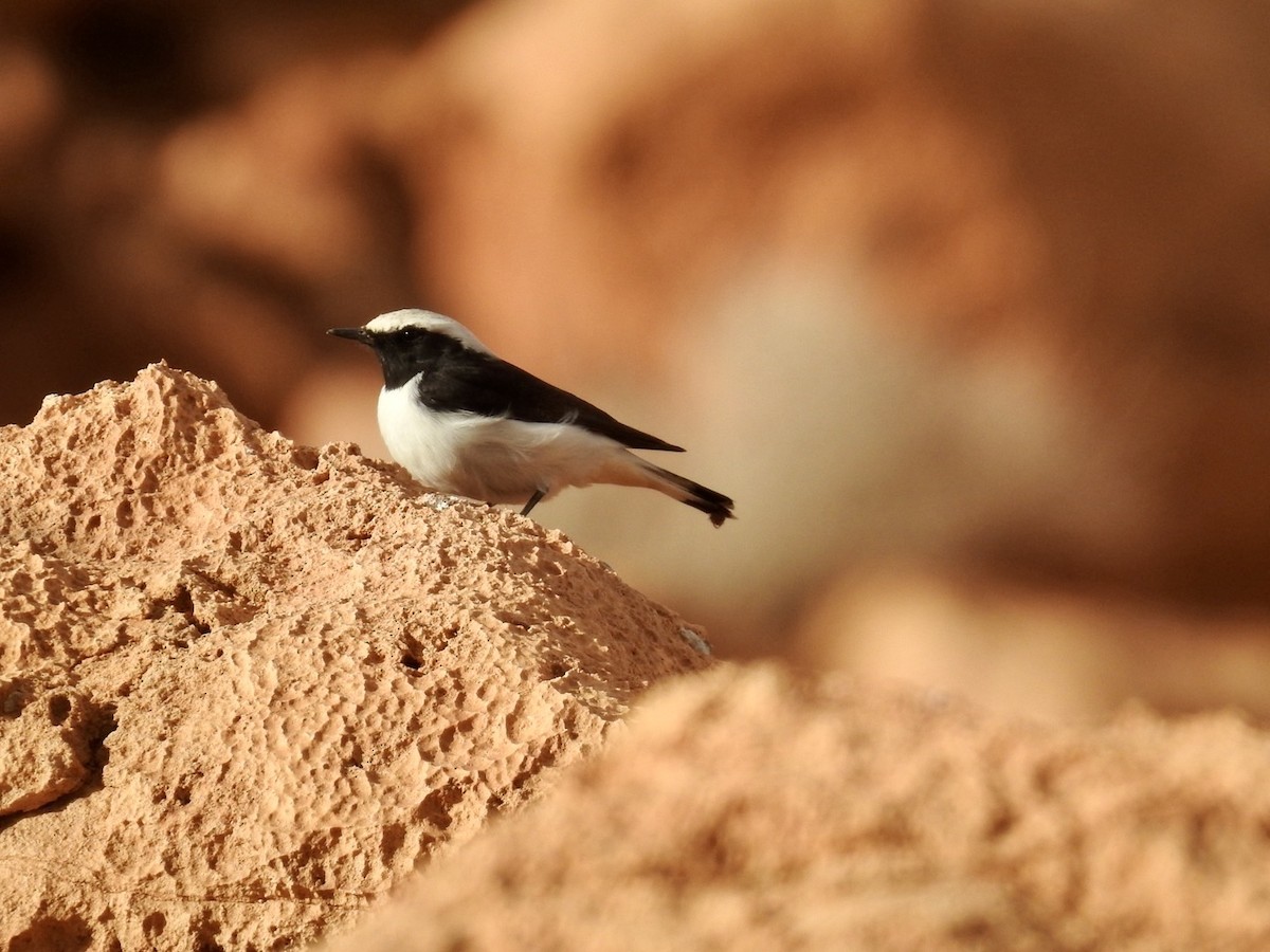 Mourning Wheatear (Maghreb) - ML636495866