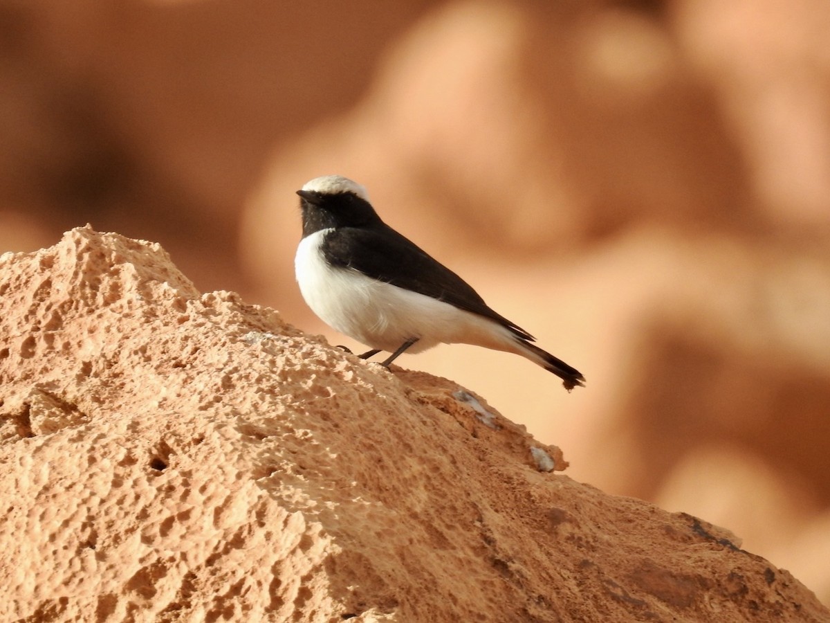 Mourning Wheatear (Maghreb) - ML636495867
