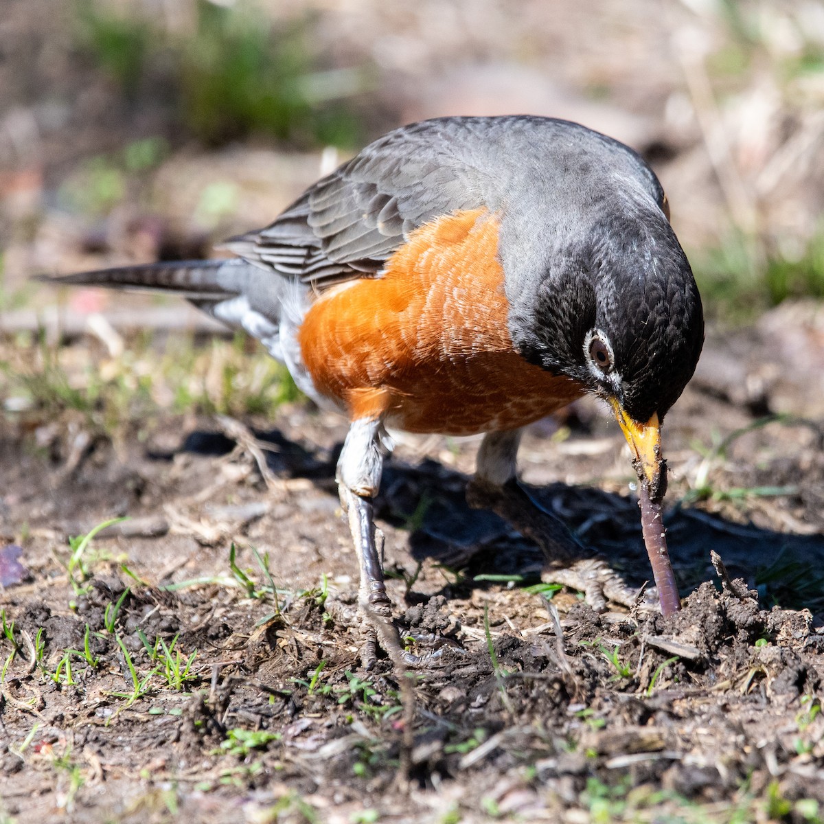 American Robin - ML636495935
