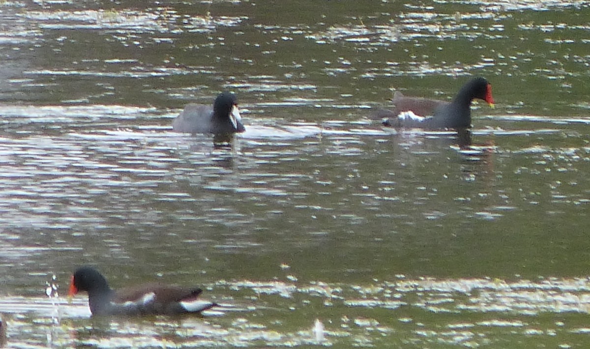 סופית אמריקנית - ML63649601