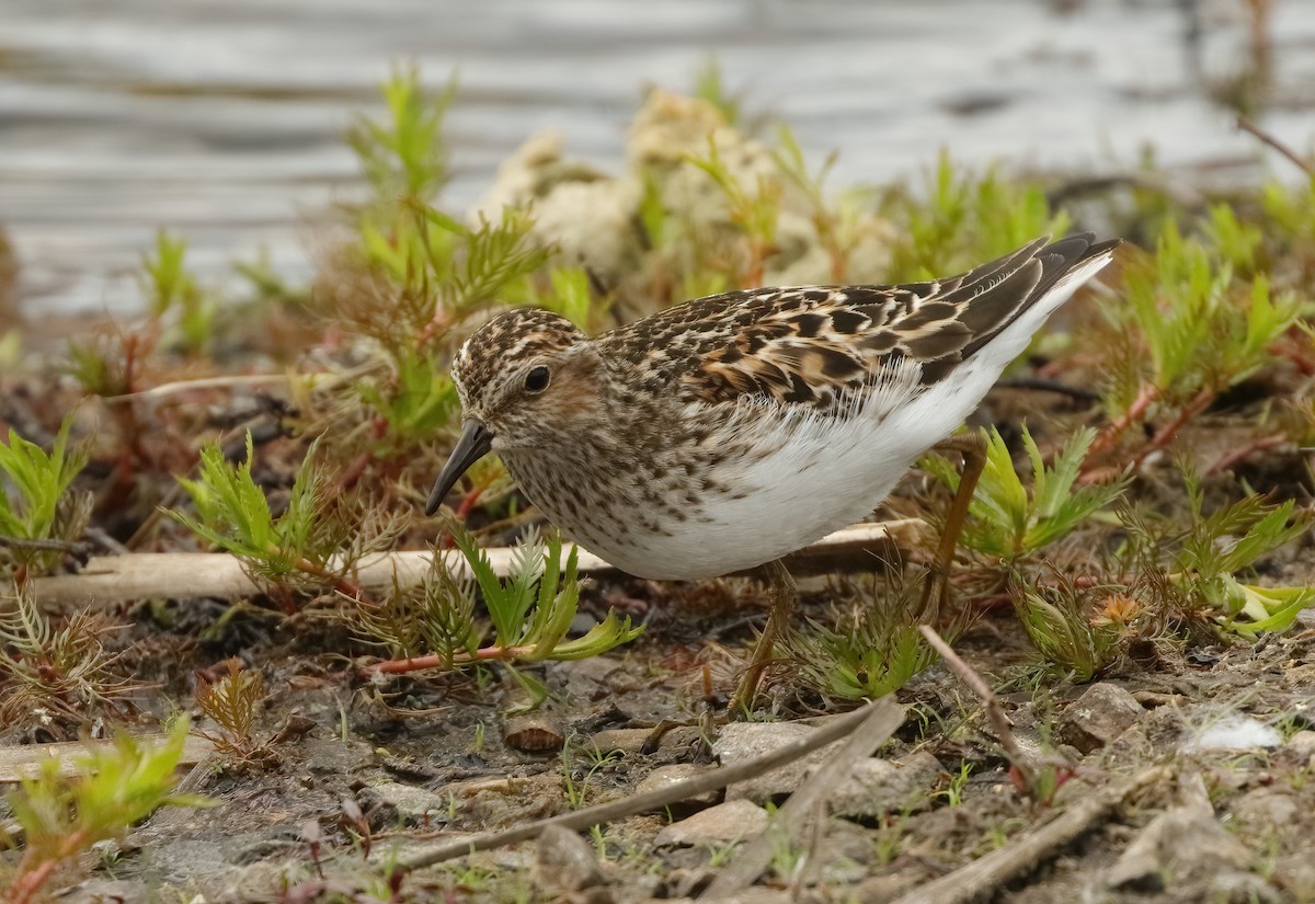 jespák drobný - ML636496058