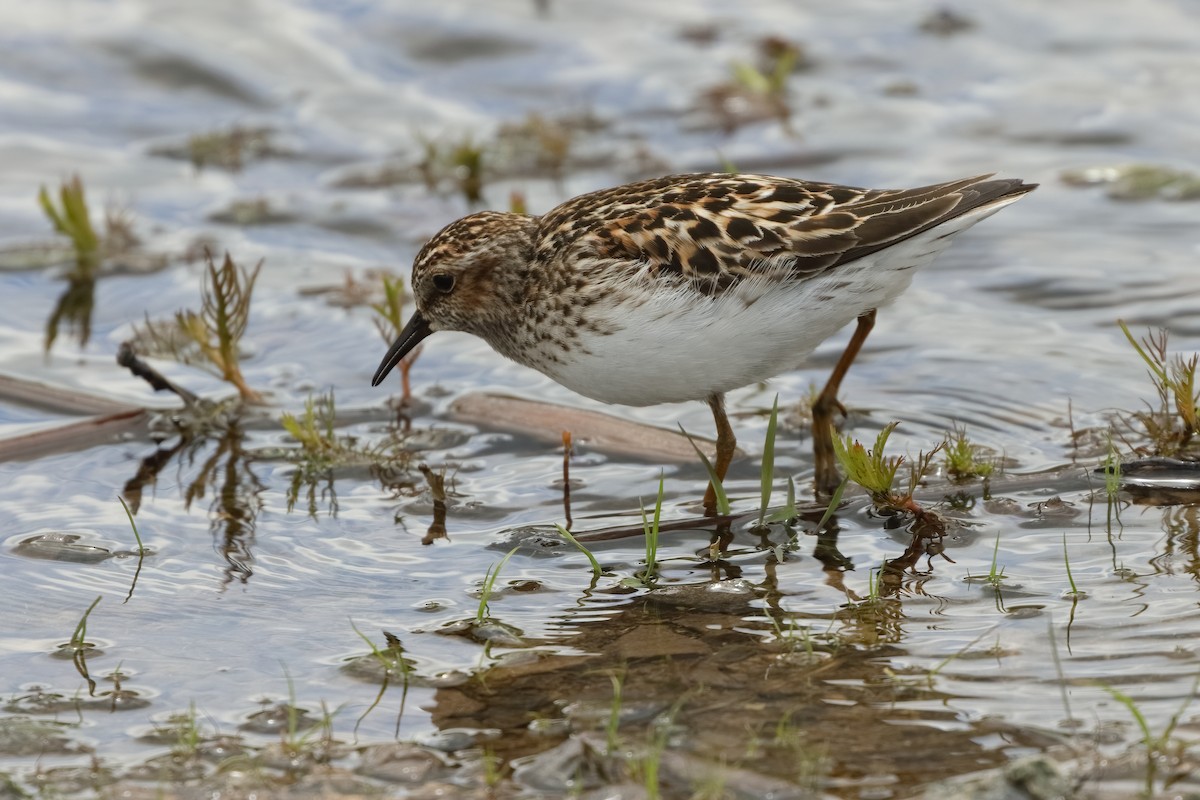 jespák drobný - ML636496061