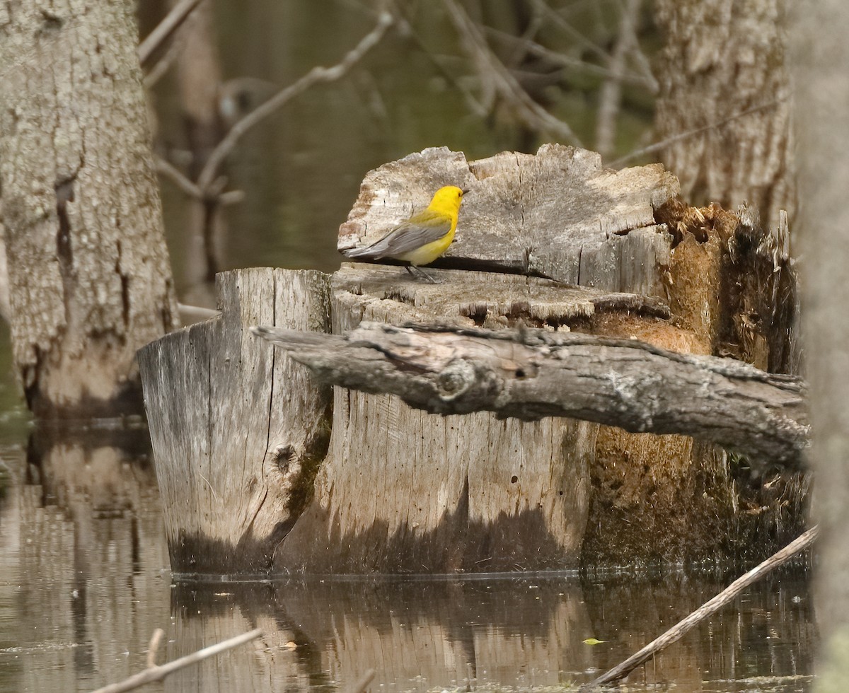 lesňáček zlatý - ML636496070