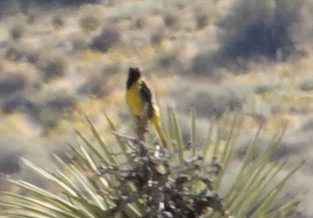 Scott's Oriole - ML636496088