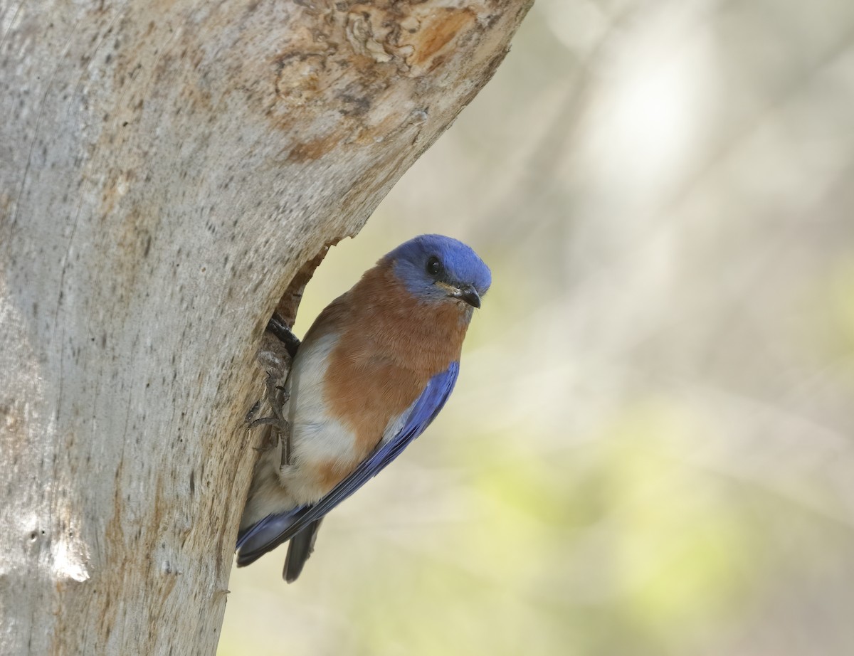 salašník modrý - ML636496100