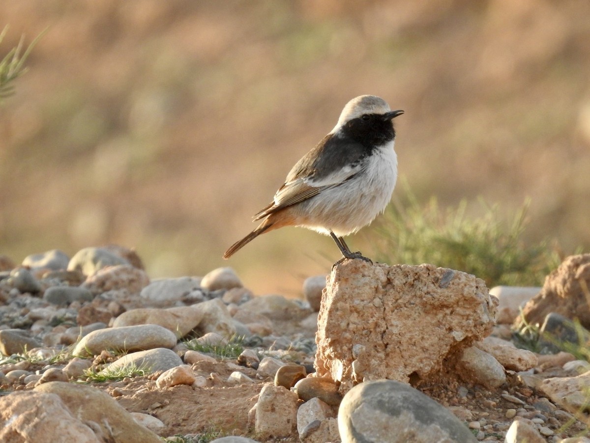 Red-rumped Wheatear - ML636496128