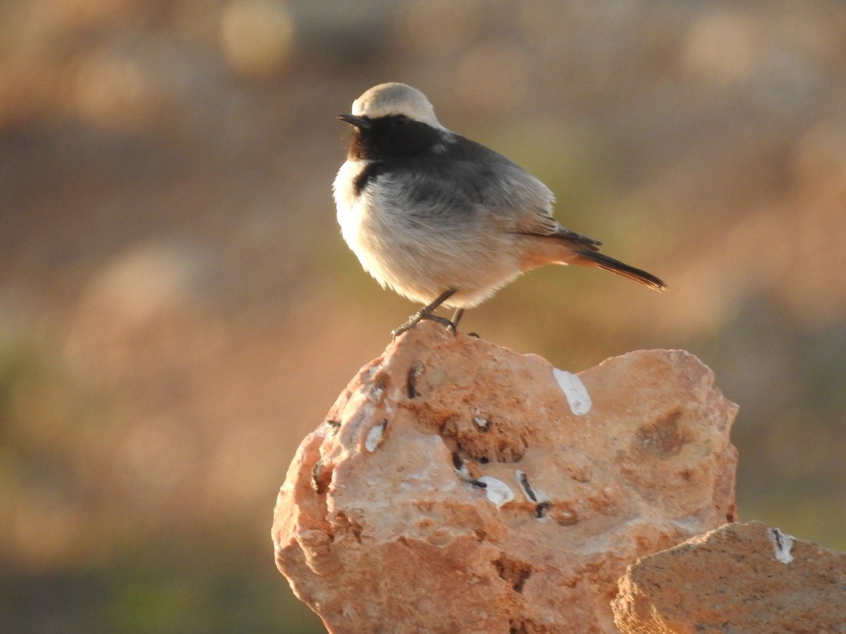 Red-rumped Wheatear - ML636496130