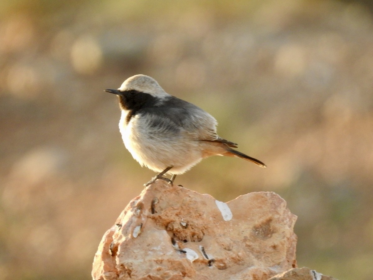 Red-rumped Wheatear - ML636496131