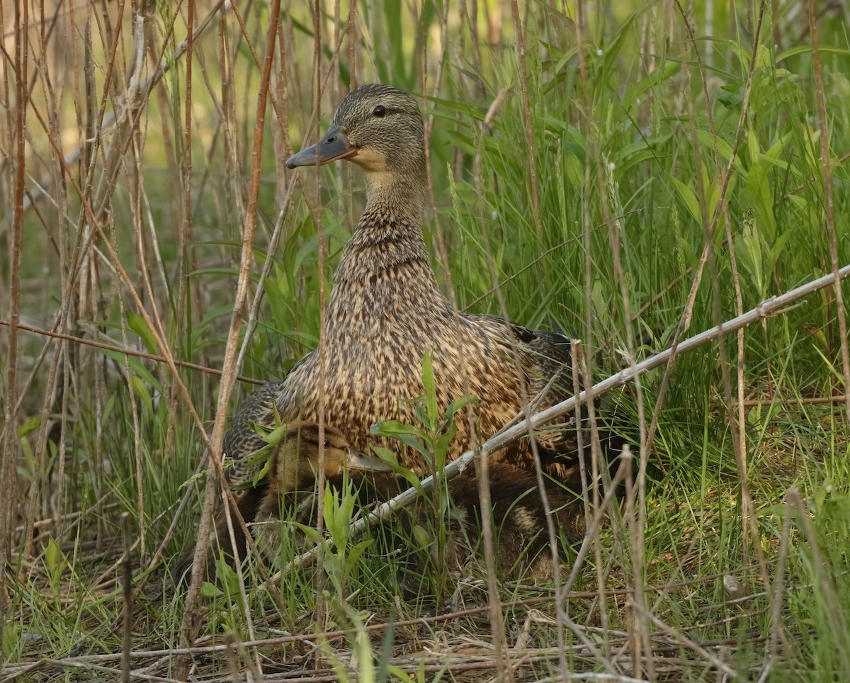 kachna divoká - ML636496316