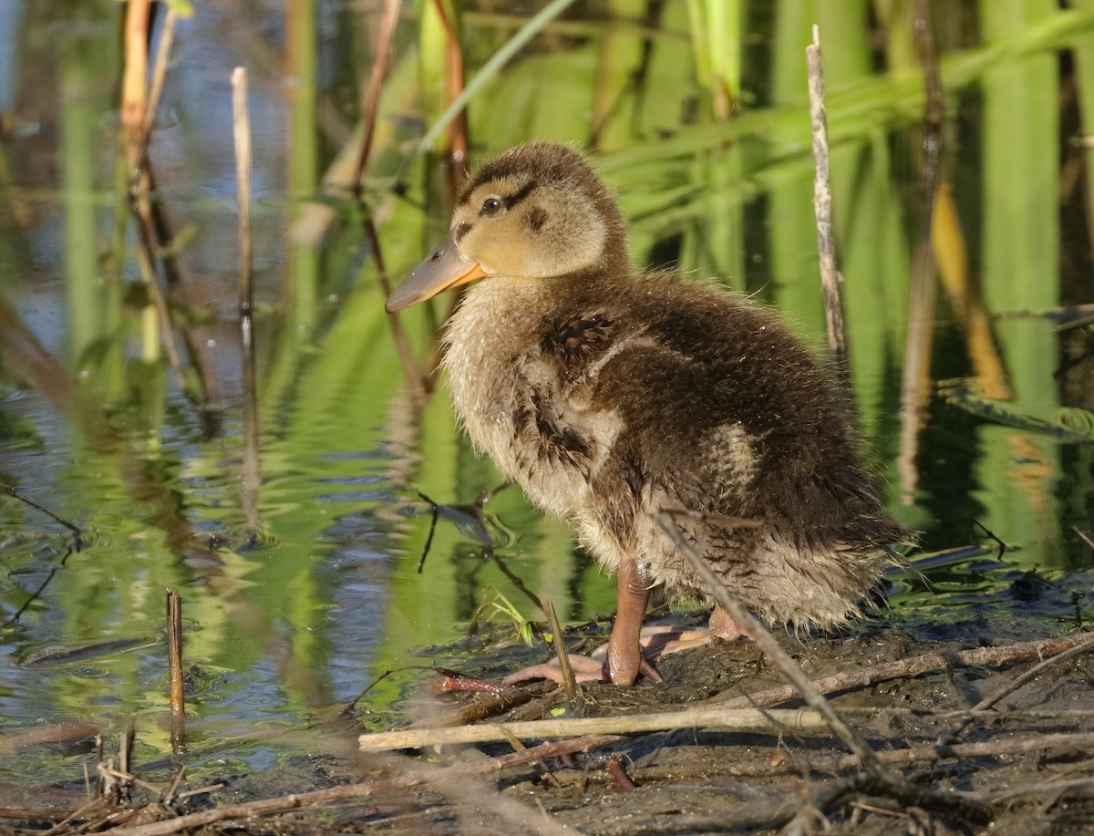 kachna divoká - ML636496347