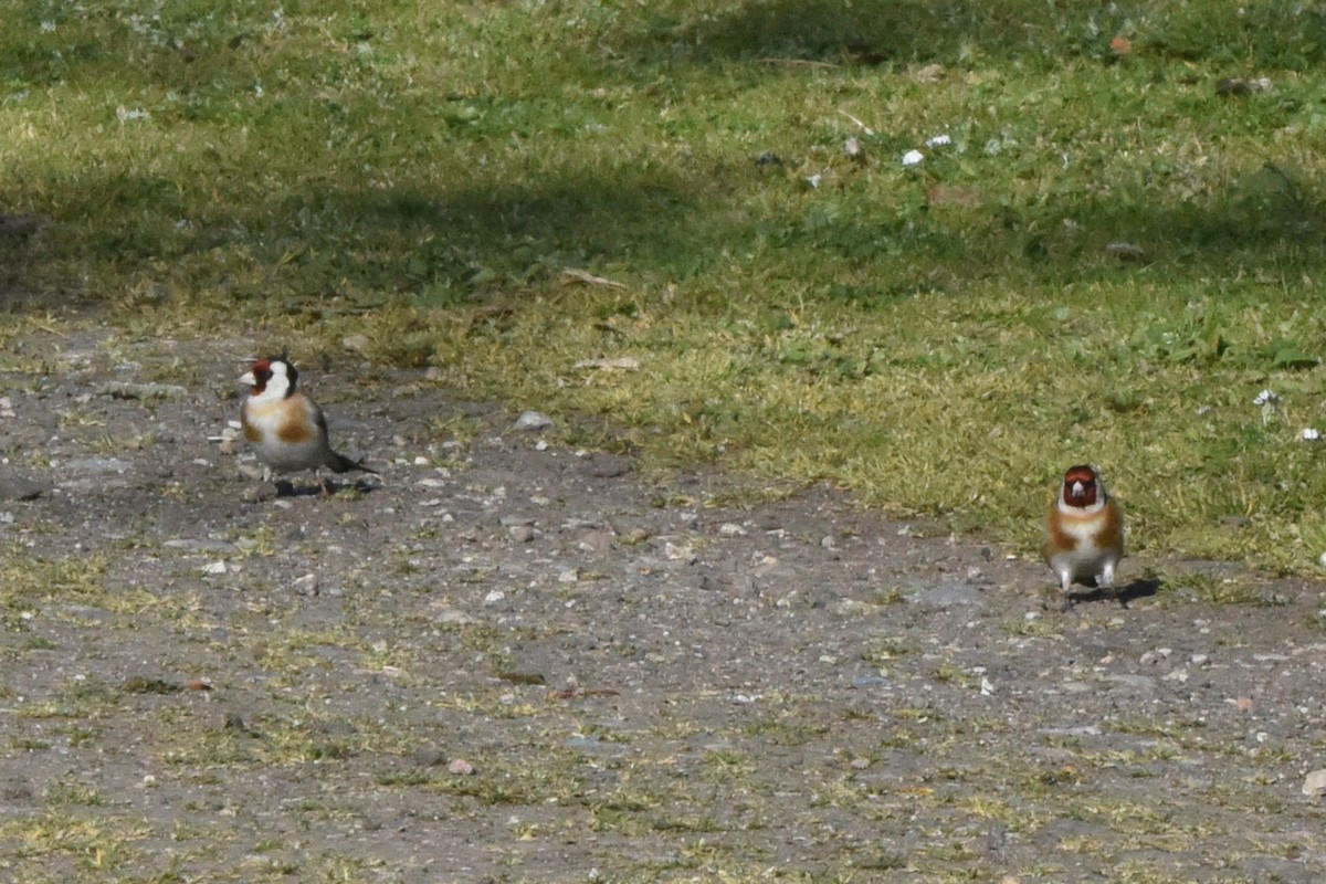 Бор бужирга - ML636496462