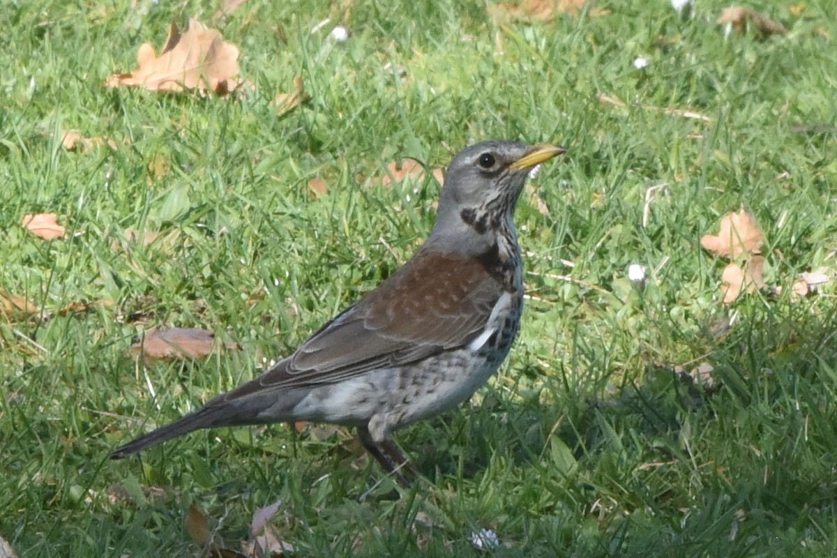 Дуулгат хөөндэй - ML636496467