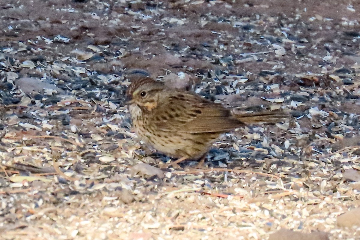 Lincoln's Sparrow - ML636496597