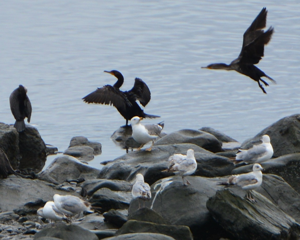Lesser Black-backed Gull - ML636496638