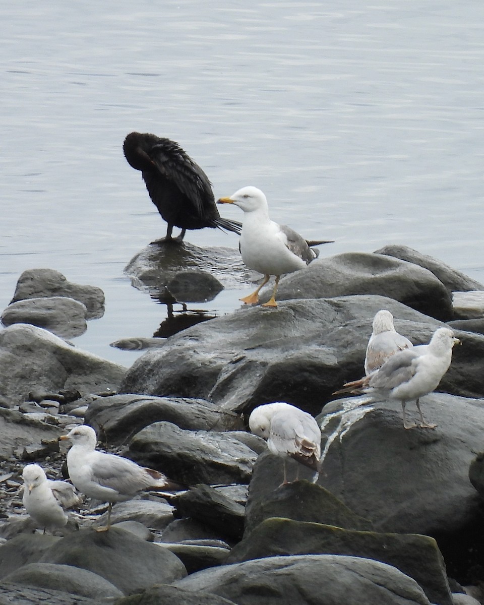 Lesser Black-backed Gull - ML636496639