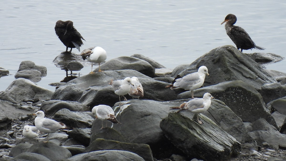 Lesser Black-backed Gull - ML636496640