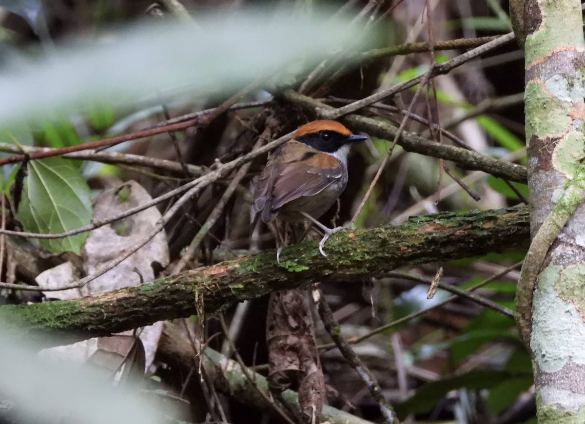 Black-cheeked Gnateater - ML636496793