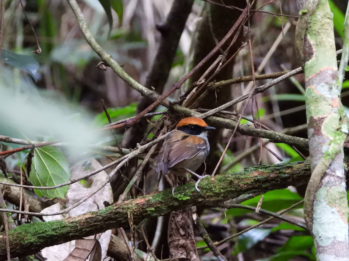 Black-cheeked Gnateater - ML636496794