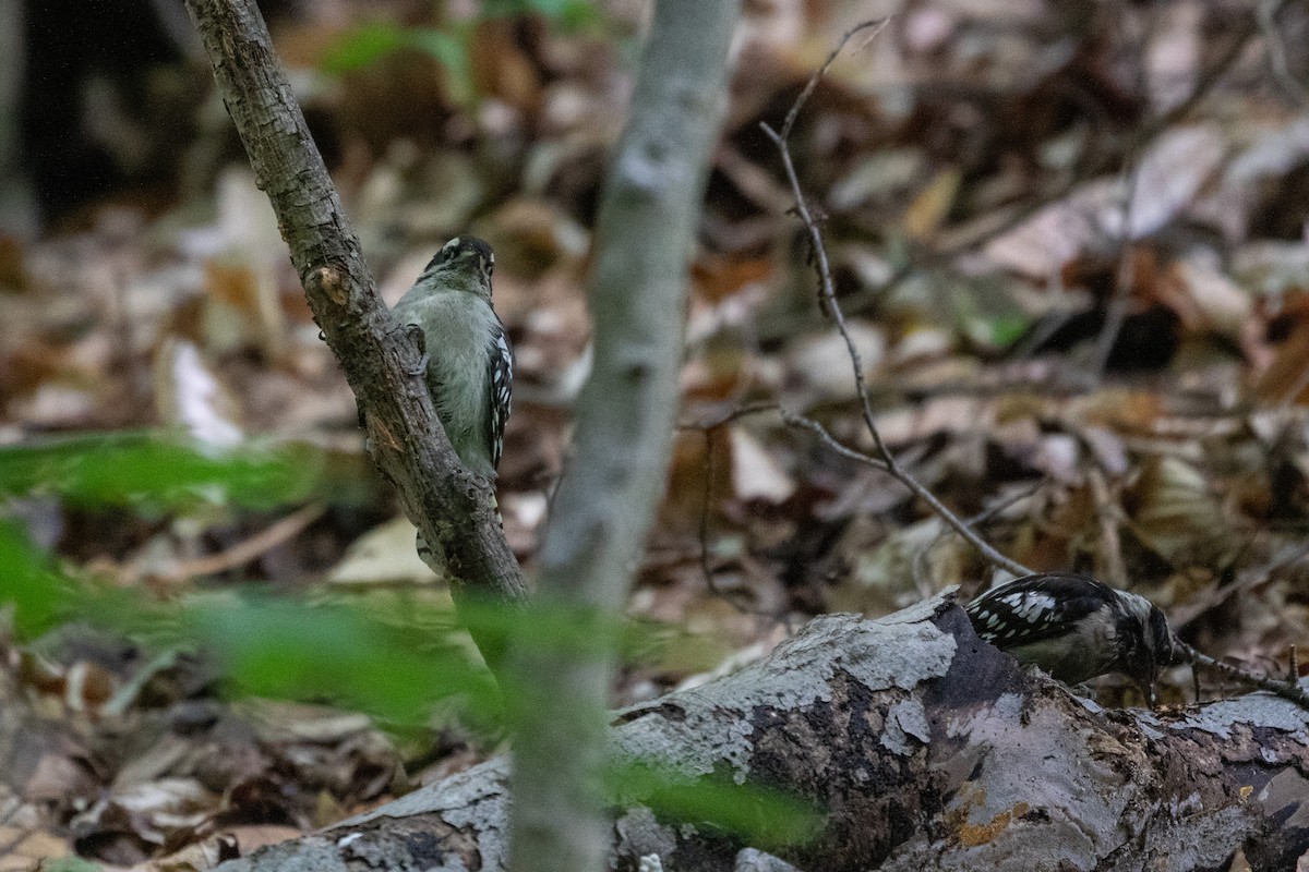Downy Woodpecker - ML636496800