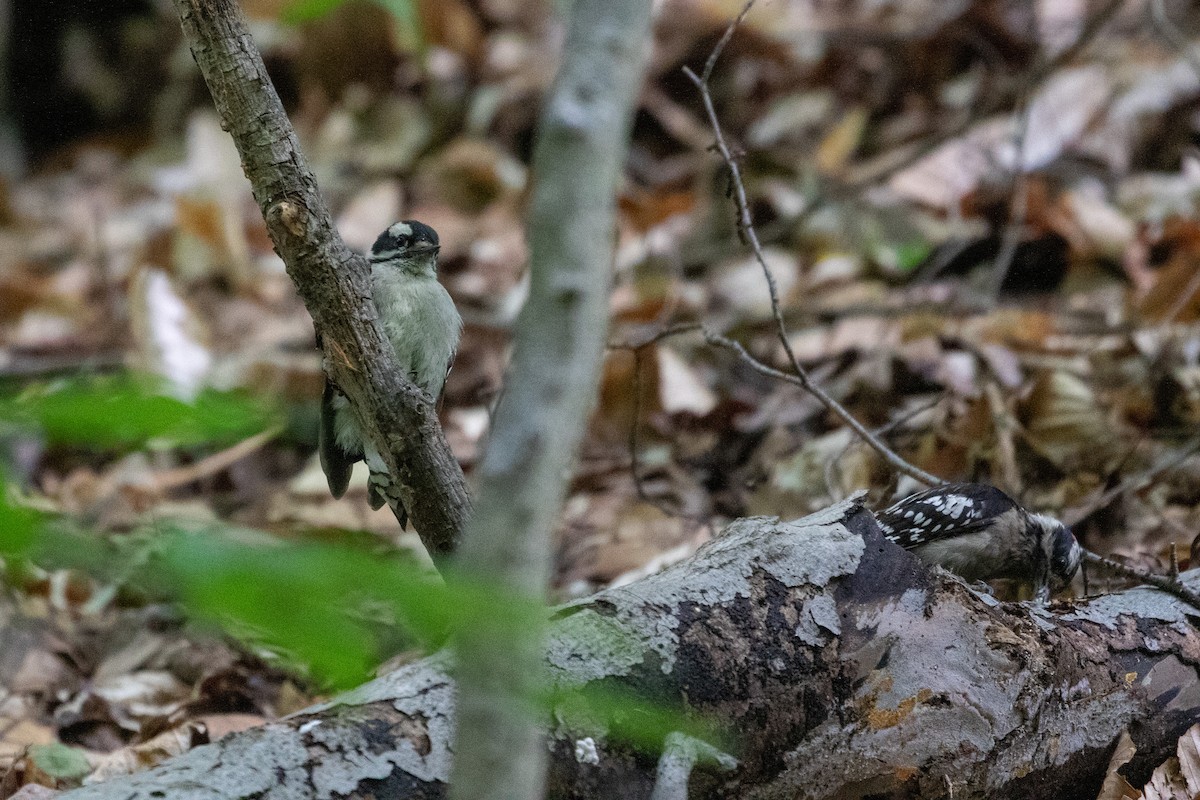 Downy Woodpecker - ML636496801