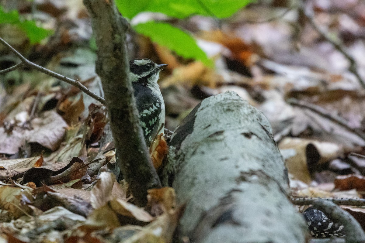 Downy Woodpecker - ML636496802